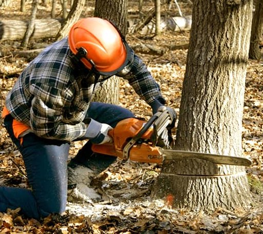 Tree Removal in Bison, KS
